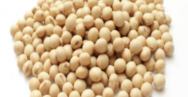 Firma eksportowa z 19 czerwca sprzedaje soję, suszony imbir,