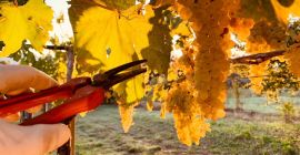 Popularne białe winogrona z regionu Colonna Castelli