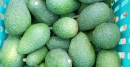 Oferujemy najwyższej jakości awokado Hass z regionu Kenitra w