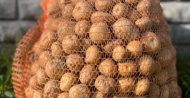 Ziemniaki Bryza – prosto od rolnika! Mamy dla Was