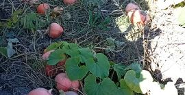 Sprzedam dynie w dużych ilościach. 0,70 PLN za 1kg.