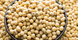 Soja bez GMO, nadająca się do spożycia przez ludzi.