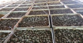 Sprzedam ziemniaki Vinieta, Bernina Kaliber 60+ Pakowane worek 10