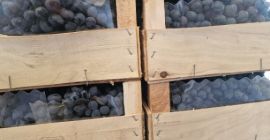 Witam. Sprzedam winogrona mołdawskie z chłodni. Ilość 78 ton.