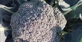 Sprzedam brokuł różyczka lub w całości zbity ilość i