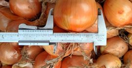 Sprzedam cebulę odmiana Sedona. Kaliber od 5 do 8.