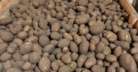 Witam. Sprzedam ziemniaki Lilly kaliber 55+, ok. 4 tiry.