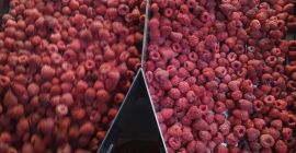 Maliny mrożone 90/10 - 60 ton 80/20 - 20