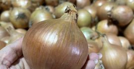 Sprzedam cebulę zdrowa, gruba, wysoka jakość, duże ilości.