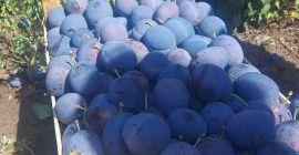 Oferuję śliwki Stanley wysokiej jakości Przy dłuższej współpracy szczegóły