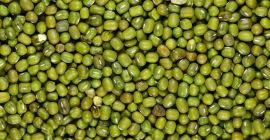 Sprzedam nasiona fasoli mung. Kontakt[telefon]