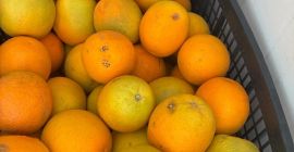 Pomarańcz Kraj pochodzenia Grecja Odmiana Valencia Słodka Dostępne 13ton