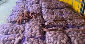 Ziemniaki Queen Anna, Gala, Lili,Bernina z badaniami fito lub