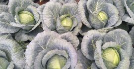 Sprzedam kapustę białą odmiana Report 100t.