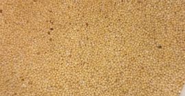 Gorczyca biała, rok produkcji 2025, bardzo dobrej jakości, pakowana