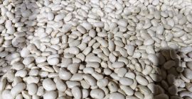 Szanowni Państwo, oferujemy różne rodzaje fasoli. W razie zainteresowania