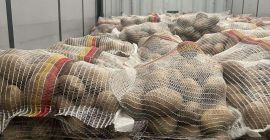 Premium German Potatoes – Wholesale Across Europe Looking for
