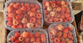 Jesteśmy firma exportowa z Maroka mamy partnera handlowego w