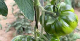 Pomidor Raf de Nijar. Typ konwencjonalny