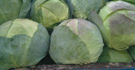 Producent własnej kapusty oferujący jakość i ilość