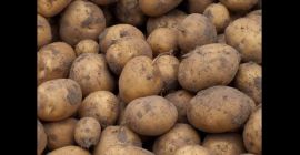 Dlaczego Ziemniaki IRGA? Irga to jedna z najbardziej cenionych,