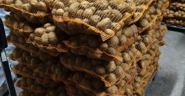 Jurek i Vineta pakowane po 15kg, możliwość zrobienia na