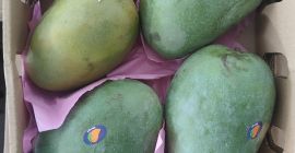 Świeże, dojrzałe mango, gotowe do spożycia, importowane z Egiptu