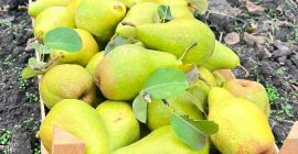 Świeże gruszki Xenia z Mołdawii – słodkie, soczyste i