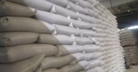 Co sprzedajemy Czerwona fasola pomidorowa (czerwona nerka) do przetwórstwa,