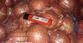 Producent sprzedaje cebulę ze zbiorów 2025 roku. Dostępna jest