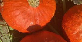 Sprzedam dynie Hokkaido ekologiczne w jakości Naturland