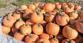 Sprzedam Dynie Gladiator od 7do 14kg możliwość dowozu przy