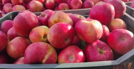 Bardzo piękne jabłka odmiany Idared, posiadamy również odmianę Florina