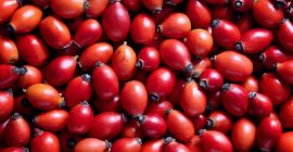 Szukam odbiorcy owocu dzikiej róży z wlasnej plantacji Aktualnie