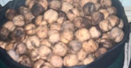 Mam 35 kilo świeżych orzechów