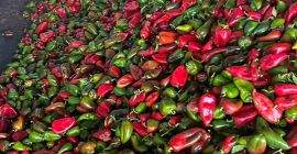 Papryka czerwona i zielona, gatunek drugi 0,80 st/kg