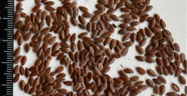 Firma CERIO sprzeda LEN BRĄZOWY. Czystość: 97-98% Oleistość: 43%