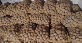 Sprzedam ziemniak gala z jasnej ziemi ilosci tirowe i