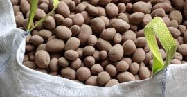 Witam. Posiadam do sprzedania ziemniaki jadalne Soraya oraz Balticrosa