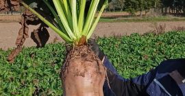 Odmiana Brigadier zbierana ręcznie