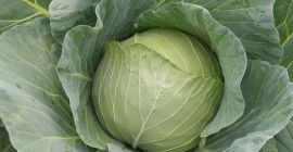 Kapusta Futoški potomstwo Ilość 50000t-60000t