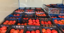 Sprzedaję pomidory różowe – elitarna jakość. Oferuję świeże, aromatyczne