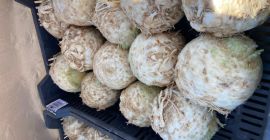 Sprzedam seler w dużych ilościach. Seler z Węgier na