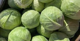 Sprzedam duże ilości świeżo zebranej kapusty z Węgier! Opakowanie: