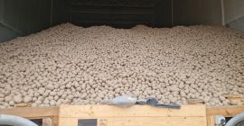 Ziemniaki z gleby jasnaj , możliwość odsorotowania mniejszego kalibru