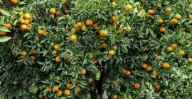 Certyfikowane Klementynki Ekologiczne - Klementynki PGI z Kalabrii -