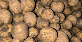 Sprzedam ziemniaki na frytki odmiana SH 1010. Cena do