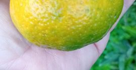 Lokalne mandarynki o dobrej wielkości