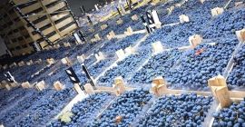 bezpośrednio od producenta, przechowywane w optymalnych warunkach w lodówce