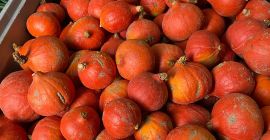 Sprzedam dynie hokkaido, bambino, spitfire, alladin dynia ladna, z